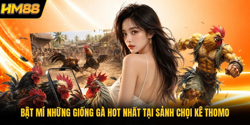 Bật mí những giống gà hot nhất tại sảnh chọi kê Thomo