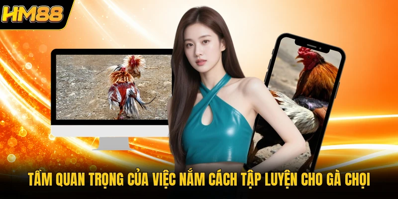 Tầm quan trọng của việc nắm cách tập luyện cho gà chọi
